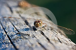 Dragonfly, Vagrant Darter