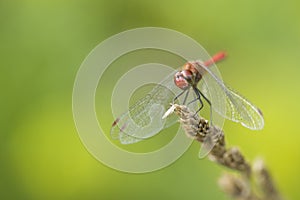 Dragonfly - Vagrant Darter