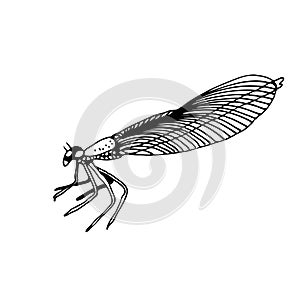 Dragonfly vector illustration, hand drawn insect