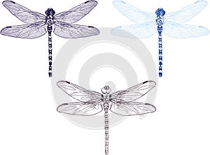 The dragonfly vector illustration set