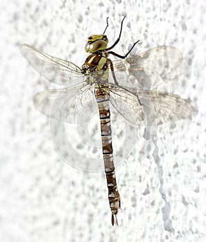 Dragonfly. Very detailed close-up of a big insect.