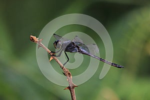 Dragonfly view background insect close up