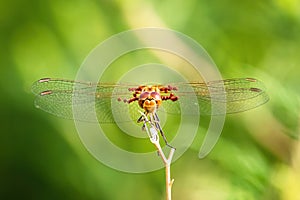 Dragonfly view on branch.