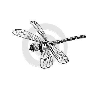 Dragonfly. Vintage hatching black illustration. Isolated on white