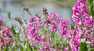 Dragonfly on vivid pink wildflowers