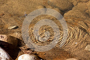 Dragonfly in Water