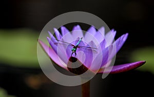 Dragonfly on water lily