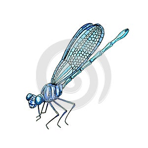 Dragonfly watercolor illustration. Hand drawn damsefly side view. Bright insect close up image. Dragonfly bug graphic element.