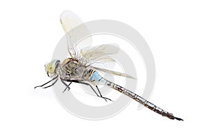 Dragonfly on white