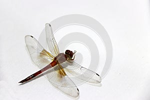 Dragonfly on the white background. it is a fast flying long bodied predator insect with two pairs of large wings.