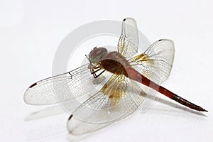 Dragonfly on the white background. it is a fast flying long bodied predator insect with two pairs of large wings.