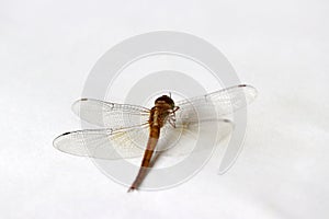 Dragonfly on the white background. t is a fast flying long bodied predator insect.