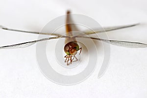 Dragonfly on the white background. t is a fast flying long bodied predator insect.