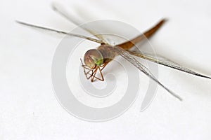 Dragonfly on the white background. t is a fast flying long bodied predator insect.