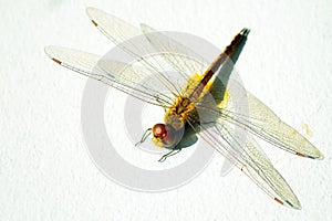 Dragonfly on white wall