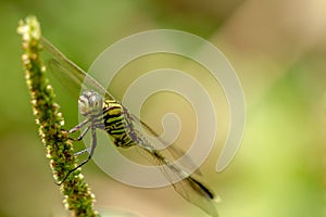 A dragonfly whose body is striped with a combination of green, yellow, and black perches on a spinach flower
