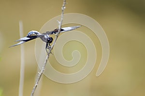 Dragonfly Widow Skimmer, Driftwood Texas