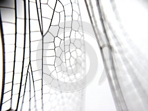 Dragonfly wing close up background with zoomed transparent lattice