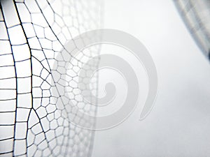 Dragonfly wing close up background with zoomed transparent lattice