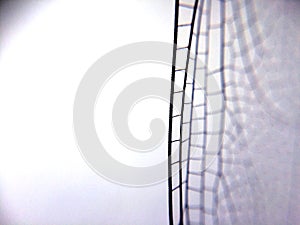 Dragonfly wing close up background with zoomed transparent lattice