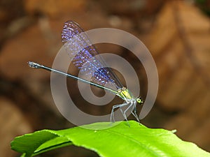 Dragonfly with wing effects