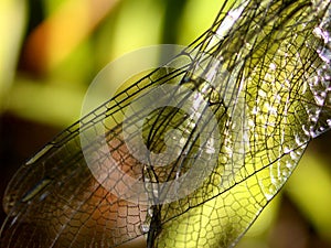 Dragonfly Wings