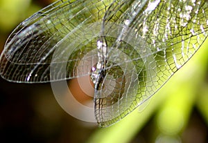 Dragonfly Wings