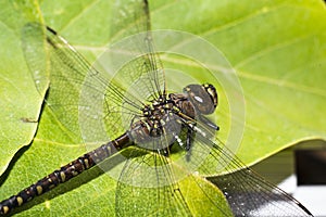 Dragonfly Wings and Body