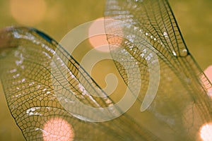 dragonfly wings close-up macro bokeh background