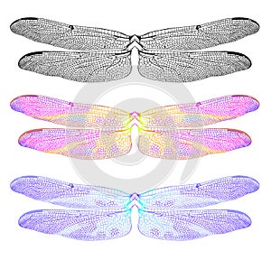 Dragonfly Wings Only