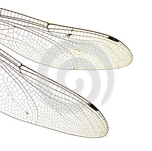 Dragonfly wings isolated on white background