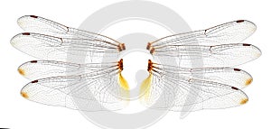 Dragonfly wings on white background