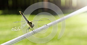 Dragonfly on a Wire
