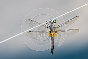Dragonfly on Wire
