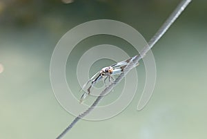 Dragonfly on a wire