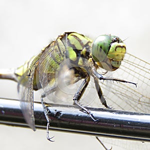 Dragonfly on the wire