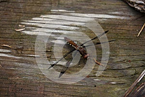 Dragonfly on Wood