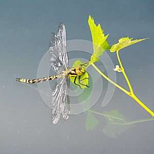 Dragonfly with yellow and brown body and transparent wings resting on green leaves in summer
