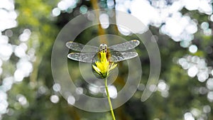 Dragonfly on a yellow flower