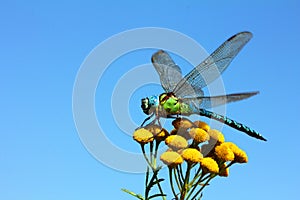 Dragonfly on yellow flower