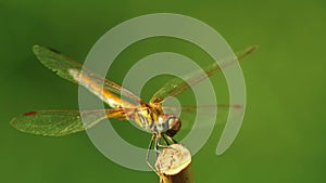 Dragonfly Yellow Winged Darter Insect Close Up