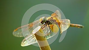 Dragonfly Yellow Winged Darter Insect Footage Macro