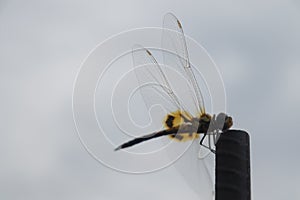 A dragonfly with yellow wings.