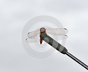 dragonfly in zambrone italy