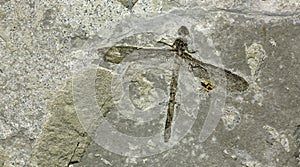 Dragonfly fossil