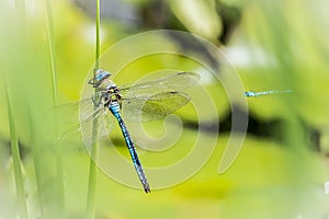 Dragonflys in front of light green background