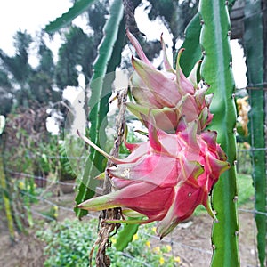 Dragonfruit on plant in orchard photo