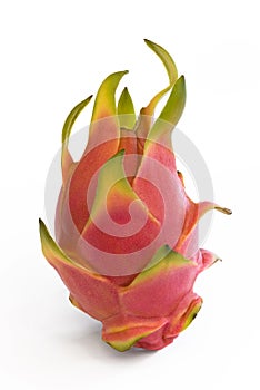 Dragonfruit standing upright