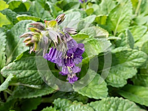 The Dragonmouth or Pyrenean dead-nettle (Horminum pyrenaicum) blooming with dark purple tubular flowers