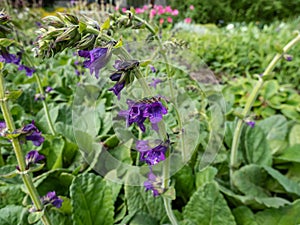 The Dragonmouth or Pyrenean dead-nettle (Horminum pyrenaicum) blooming with violet-blue flowers